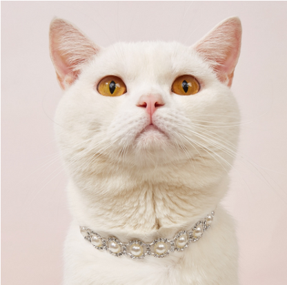 Pavé Pet Necklace