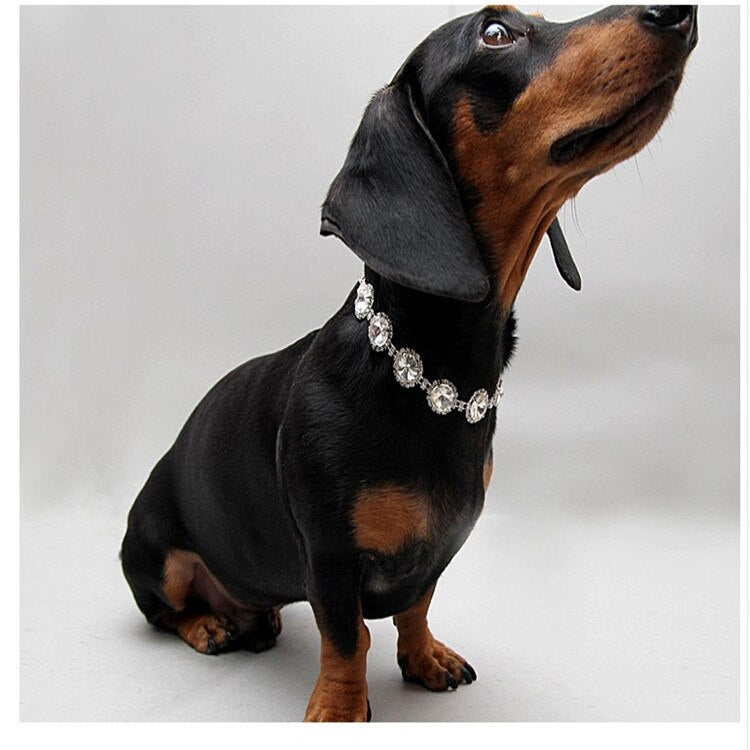 Pavé Pet Necklace